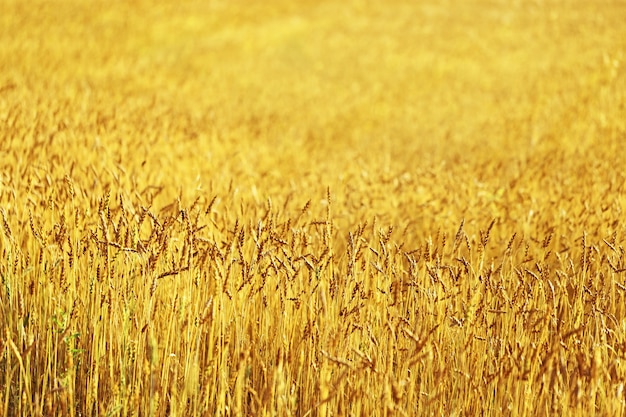 Goldener Weizenfeldhintergrund