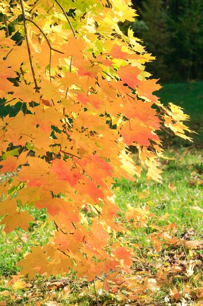 Goldenes Ahornbaumlaub im Herbststadtpark