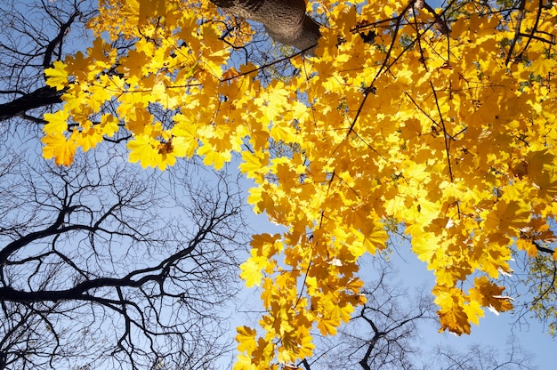 Goldenes Baumlaub im herbstlichen Stadtpark (Ansicht von unten)