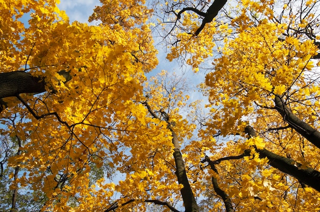 Goldenes Baumlaub im herbstlichen Stadtpark (Ansicht von unten)