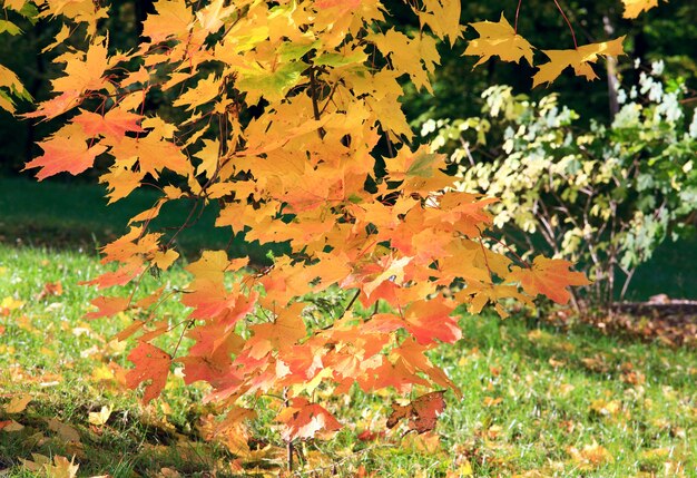 Goldenes Baumlaub im Herbststadtpark