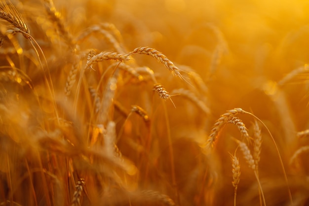 Goldenes Feld des Sonnenuntergangweizens am Abend Wachstum der Naturernte Landwirtschaftsbetrieb