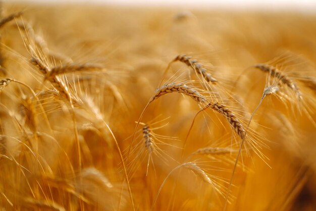 Goldenes Feld des Sonnenuntergangweizens am Abend Wachstum der Naturernte Landwirtschaftsbetrieb