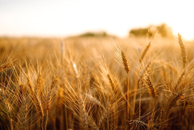 Goldenes Feld des Sonnenuntergangweizens am Abend Wachstum der Naturernte Landwirtschaftsbetrieb