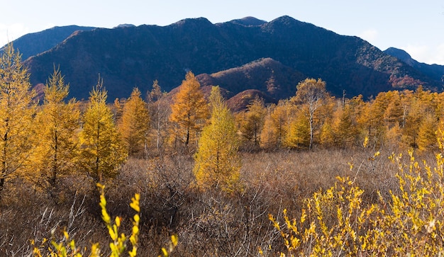 Goldenes Feld von Senjogahara