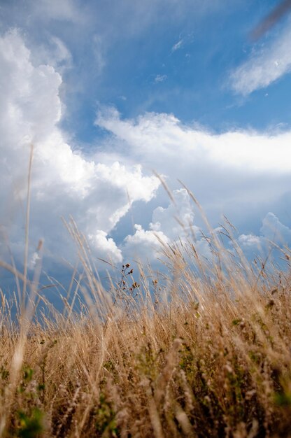 goldenes Herbstgras, blauer Himmel und weiße Wolken.