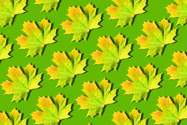Goldenes Herbstkonzept Gelbes und orangefarbenes Ahornblattmuster auf grünem Hintergrund Draufsicht Farben des Herbstes