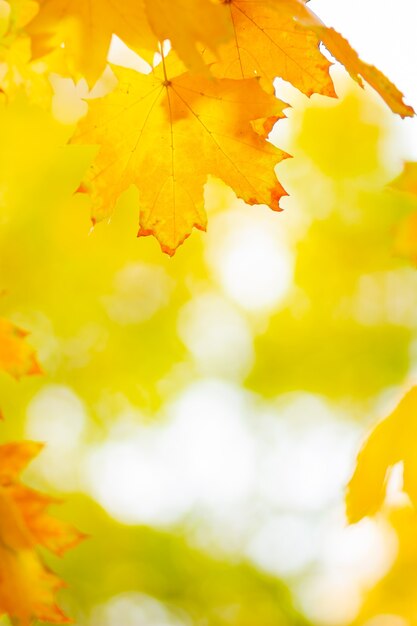 Goldenes Herbstkonzept mit Kopienraum. Ahornblätter im Herbst