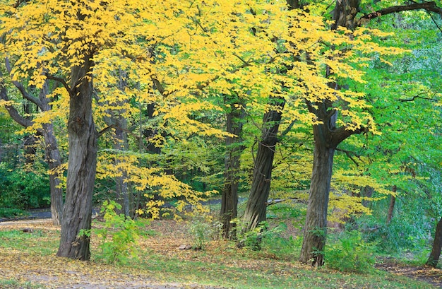 Goldenes Laub, Fußgängerweg und fallende Blätter im Herbststadtpark