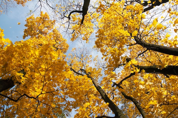 Goldenes Laub und fallende Blätter im Herbststadtpark