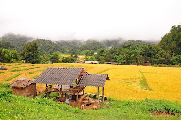 Goldenes Reisfeld im Dorf Mae Klang Luang in Chiang Mai, Thailand.