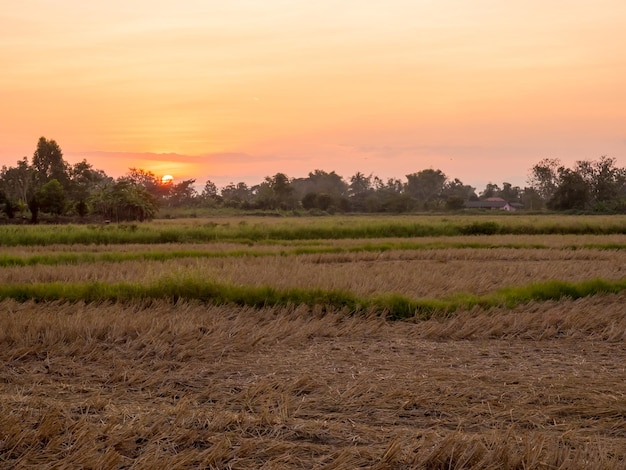 Goldenes Reisfeld unter Sonnenunterganghimmel in Thailand