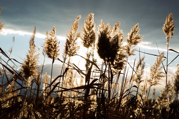 Goldenes Schilf gegen den bewölkten und sonnigen Himmel bei Sonnenuntergang