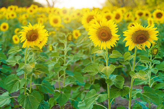 Goldenes Sonnenblumenfeld am blühenden landwirtschaftlichen Sommersonnenuntergang und heller Sonnenlichthintergrund in Thailand