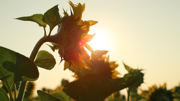 Goldenes Sonnenlicht der Nahaufnahmesonnenblume am Landschaftsfeld Blühende Blumenschönheit