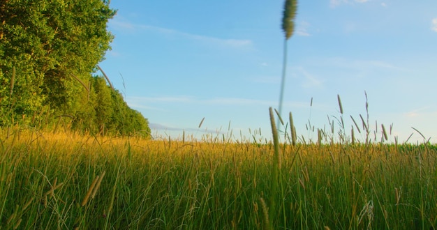 Foto goldenes, trockenes, reifendes gras in nahaufnahme, strahlen der untergehenden sonne. schönheit in der natur, sonnenaufgang, windiges wetter