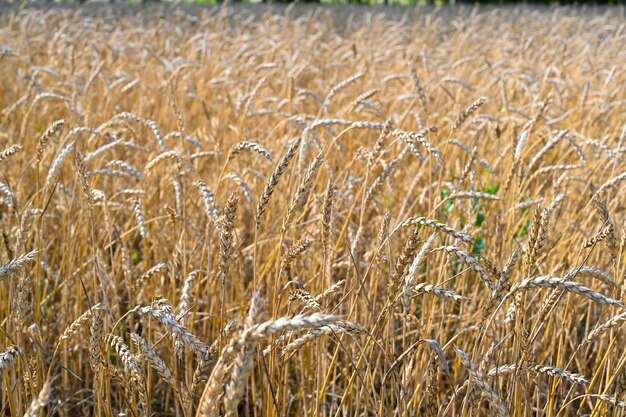 Goldenes Weizenfeld am heißen Sommersonntag Feld des reifenden Roggens an einem Sommertag