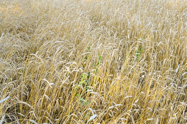 Goldenes Weizenfeld am sonnigen Tag des heißen Sommers. Feld des reifenden Roggens an einem Sommertag. Roggenohren Nahaufnahme.