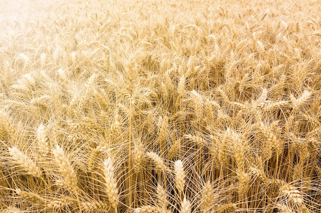 Goldenes Weizenfeld erntereif.