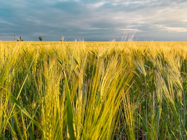 Goldenes Weizenfeld im Sommer