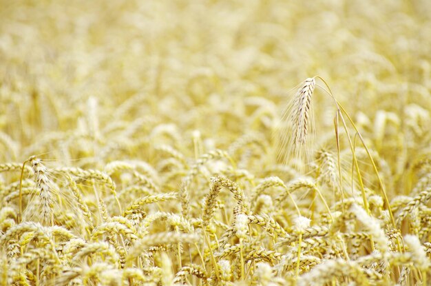 Goldenes Weizenfeld im Sommer