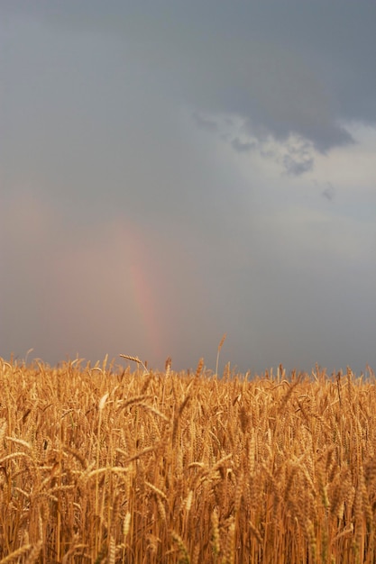 goldenes weizenfeld mit dunklem stürmischem himmel vertikales foto