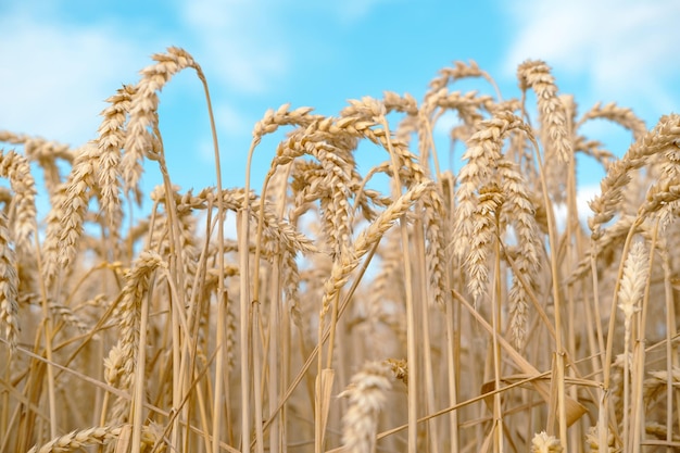 Goldenes Weizenfeld und blauer Himmel mit Wolken darüber