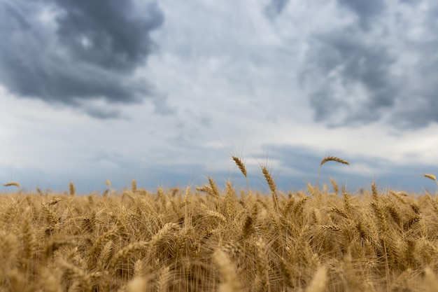 Goldenes Weizenfeld und Gewitterwolken.