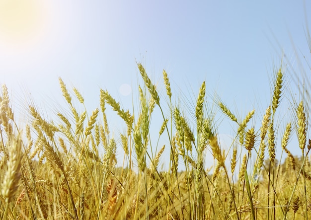 Goldenes Weizenfeld und reifende Ohren gegen den blauen Himmel an einem sonnigen Sommertag, Sonnenblendung und Licht