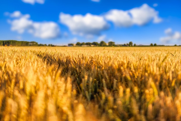 Goldenes Weizenfeld und Sonnenuntergangshimmellandschaft mit landwirtschaftlichen Getreideernten im Panorama der Erntezeit