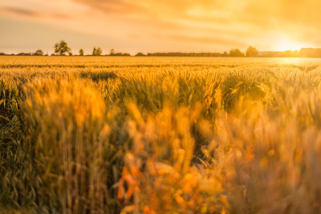 Goldenes Weizenfeld und Sonnenuntergangshimmellandschaft mit landwirtschaftlichen Getreideernten im Panorama der Erntezeit