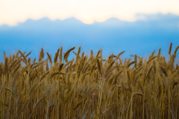 Goldenes Weizenfeld und sonniger Tag