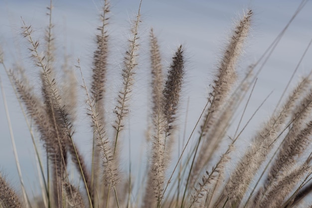 Foto goldenes weizenfeld und sonniger tag