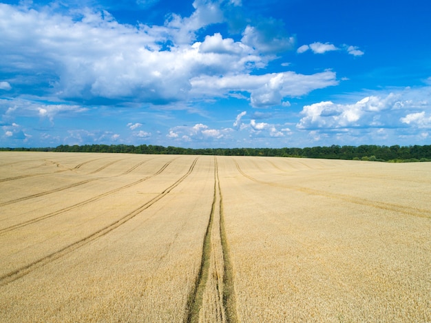 Goldenes Weizenfeld und sonniger Tag