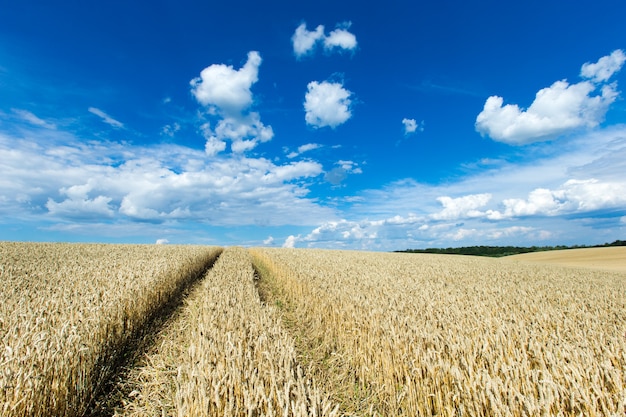 Goldenes Weizenfeld und sonniger Tag