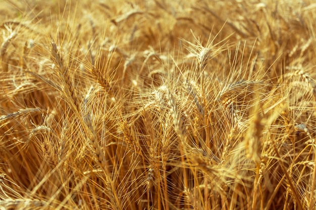 Goldenes Weizenfeld und sonniger Tag