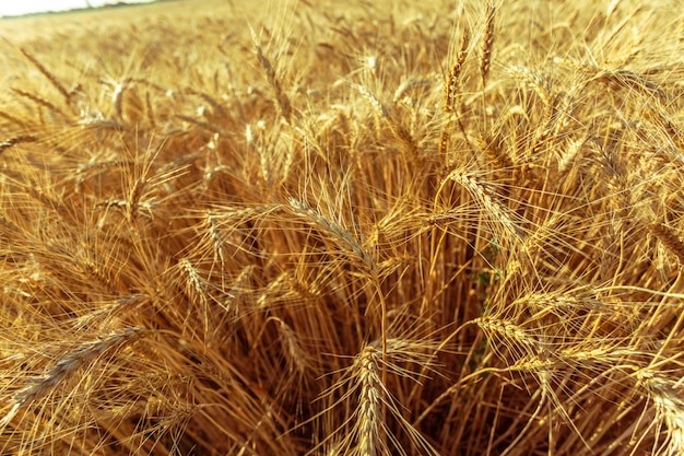 Goldenes Weizenfeld und sonniger Tag