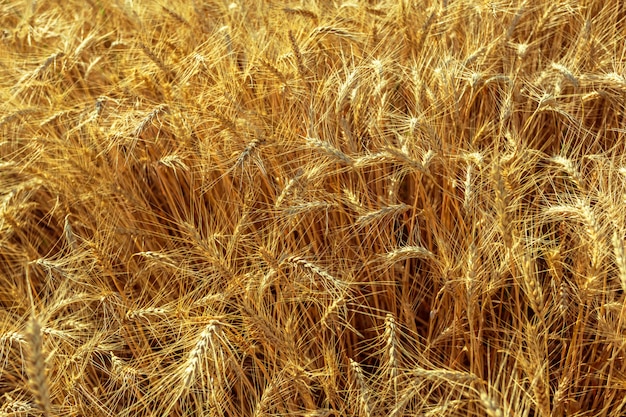 Foto goldenes weizenfeld und sonniger tag