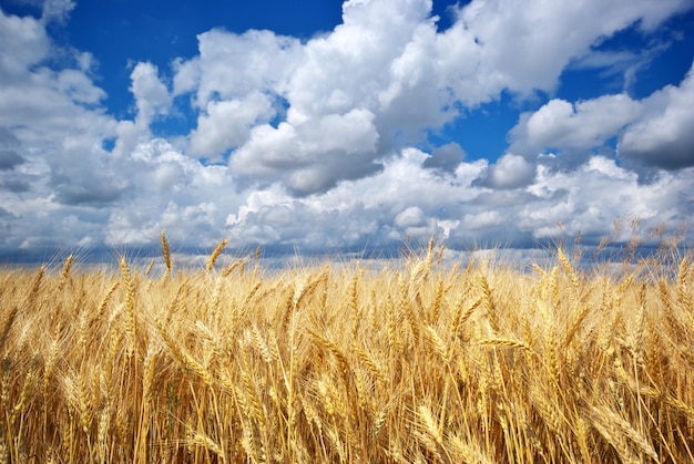 Foto goldenes weizenfeld unter dem blauen himmel