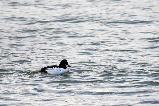 Goldeneye común o goldeneye (Bucephala clangula) Estocolmo, Suecia