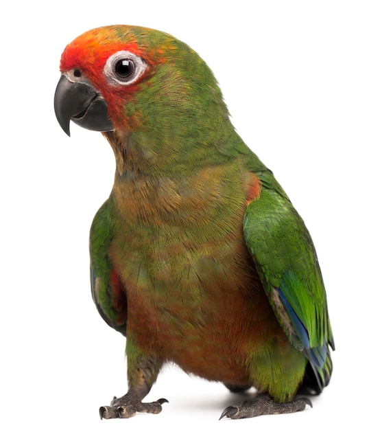 Goldenfronted Conure Aratinga auricapilla aurifrons 3 Monate alt vor weißem Hintergrund