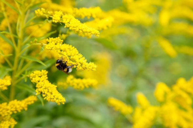 Foto goldenrod florescendo em um jardim