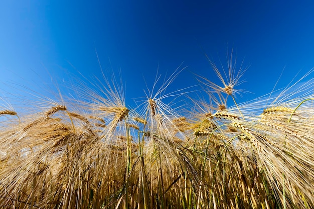 Goldfarbener reifer Weizen auf dem Gebiet