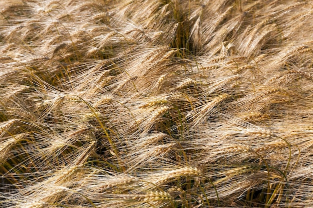 Goldfarbener reifer Weizen auf dem Gebiet