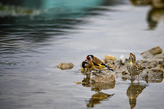 Goldfinch parado al borde de un manantial junto con otras aves