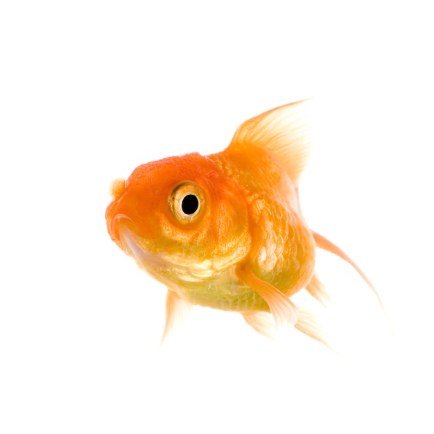 Foto goldfisch auf weiß