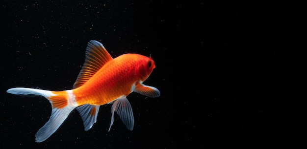 Goldfisch im Aquarium auf festem schwarzem Hintergrund