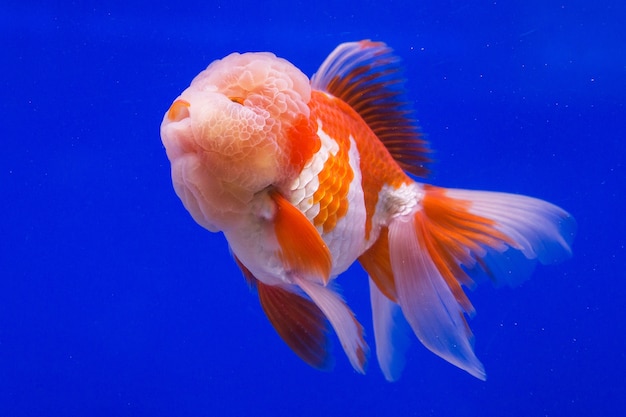 Goldfisch im Aquarium mit Grünpflanzen