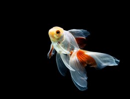 Foto goldfisch isoliert auf einem dunklen schwarzen hintergrund