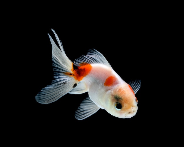 Goldfisch isoliert auf einem dunklen schwarzen Hintergrund